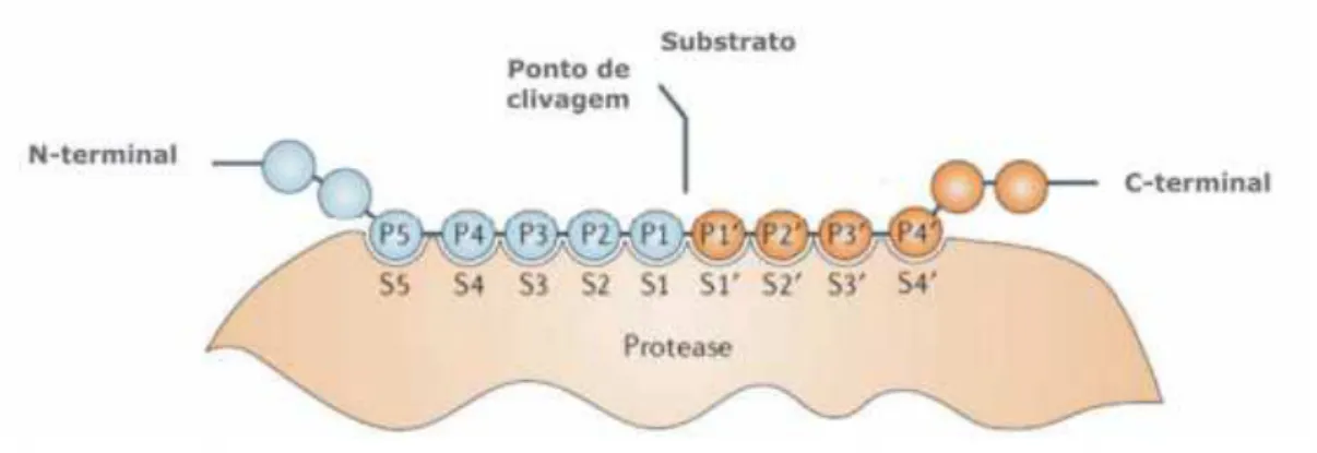 Figura  1.6.  Modelo  proposto  por  Schechter  e  Berger  (1967).  Interação  dos  subsítios  da  protease com os peptídios do substrato.