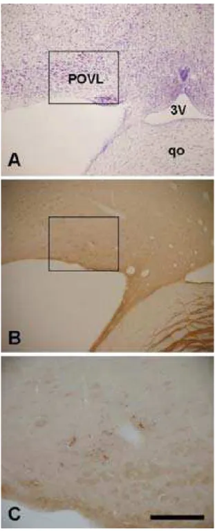 Figura 4. Fotomicrografias de secções coronais através da região pré-óptica. (A) Secção com coloração de Nissl evidenciando o núcleo pré-óptico ventrolateral (POVL) na região incluída na caixa