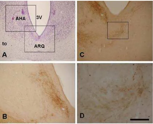 Figura 8. Fotomicrografias de secções coronais através das áreas hipotalâmica anterior (AHA) e retroquiasmática (ARQ)