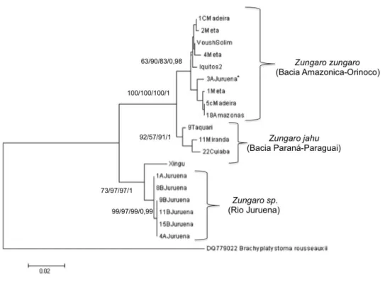Figura  8:  Cladograma  referente  à  região  controle  do  mitocondrial  D-Loop  de  jaús  de  diferentes  localidades
