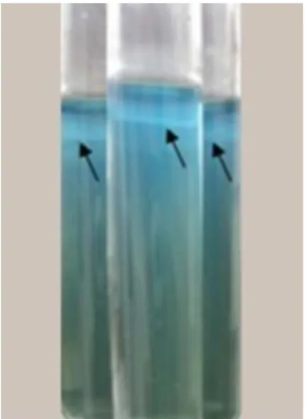 Figura  3.  Fixação  de  nitrogênio  observada  pela  formação  da  película  em  meio  NFb  semi-sólido  inoculado com o isolado endofítico (cód 36A) 