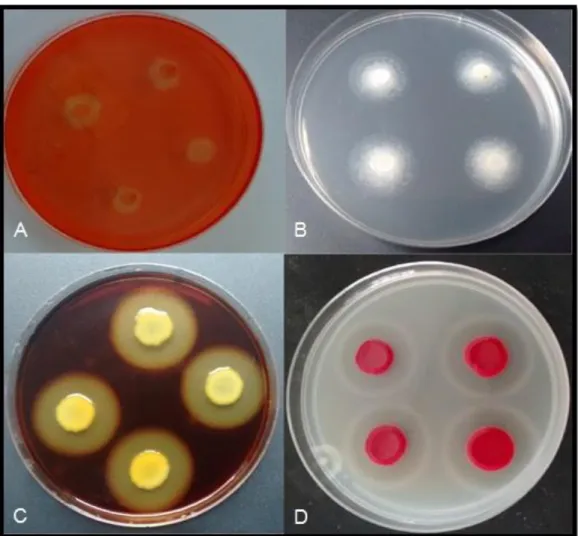 Figura  9.  Testes  semi-quantitativo  de  atividade  enzimática  por  bactérias  endofíticas  isoladas  do  pinhão-manso:  A)  Produção  de  celulase;  B)  Produção  de  lípase;  C)  Produção  de  pectinase;  D)  Produção de protease