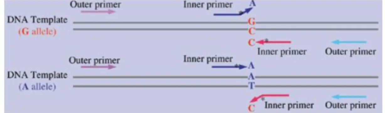 Figura 2. Representação esquemática do ARMS-PCR. 