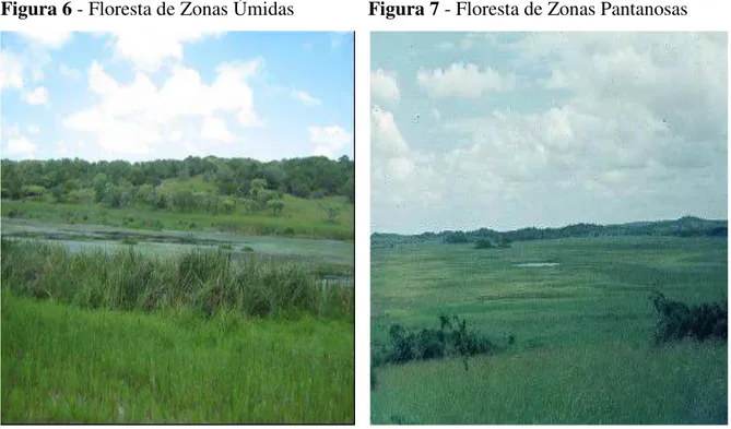 Figura 6 - Floresta de Zonas Úmidas               Figura 7 - Floresta de Zonas Pantanosas 
