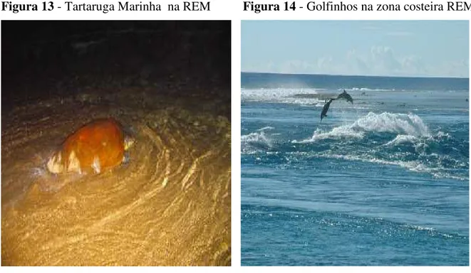 Figura 13 - Tartaruga Marinha  na REM          Figura 14 - Golfinhos na zona costeira REM 