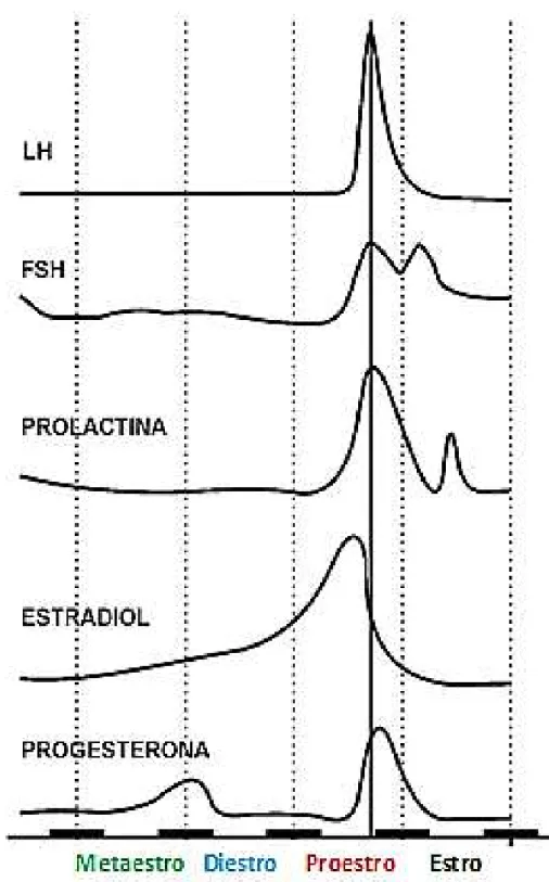 Figura  1:  Perfil  de  secreção  de  hormônio  luteinizante  (LH),  hormônio  folículo  estimulante  (FSH), prolactina, estradiol e progesterona durante o ciclo estral de ratas