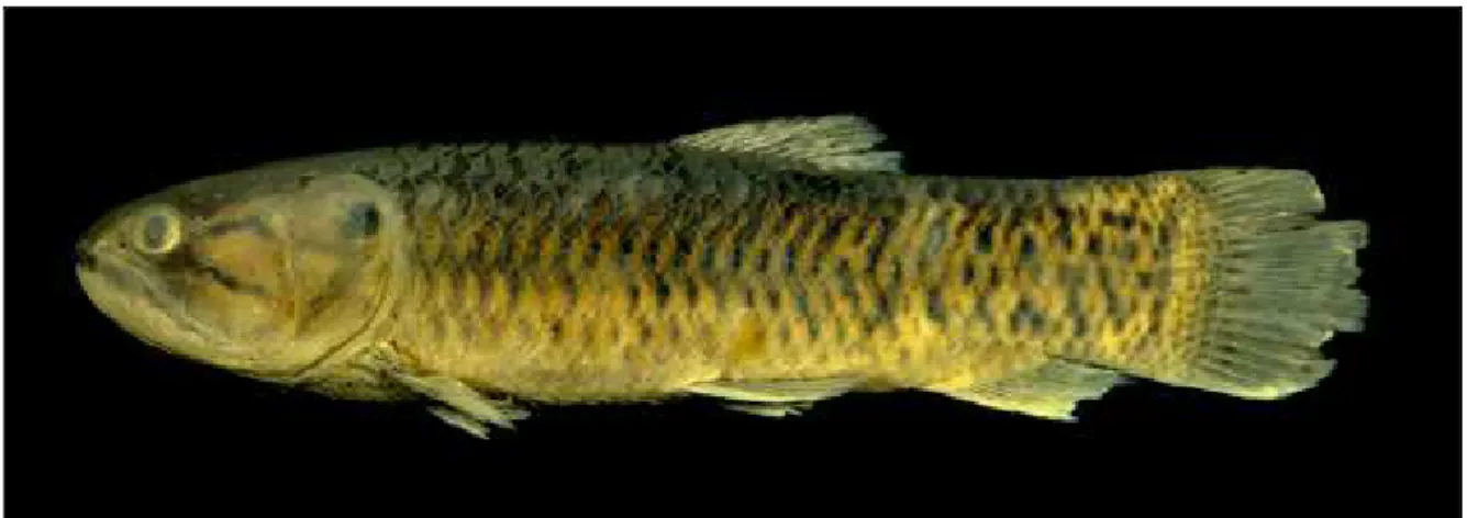 Figura 1: Exemplar de Hoplerythrinus unitaeniatus coletado na bacia do rio Araguaia Comprimento total: 20cm