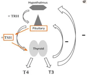 Figura 1: Mecanismo de Regulação da Produção  das  Hormonas  Tiróideias.  Adaptado  de  (Sheehan, Michael T., 2016)