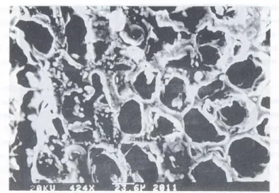 Figura 2-5: Microscopia eletrônica de varredura  –  Café arábica torrado a 220  0 C  (GUTIERREZ et al., 1993)