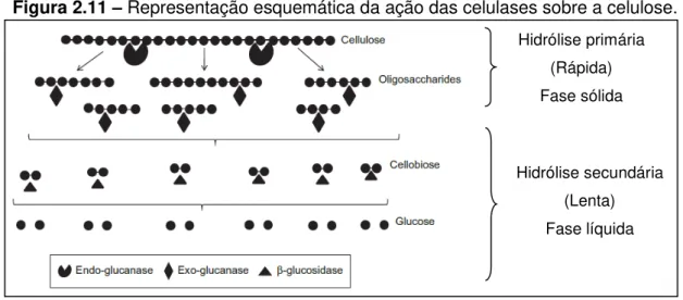 Figura 2.11  –  Representação esquemática da ação das celulases sobre a celulose. 
