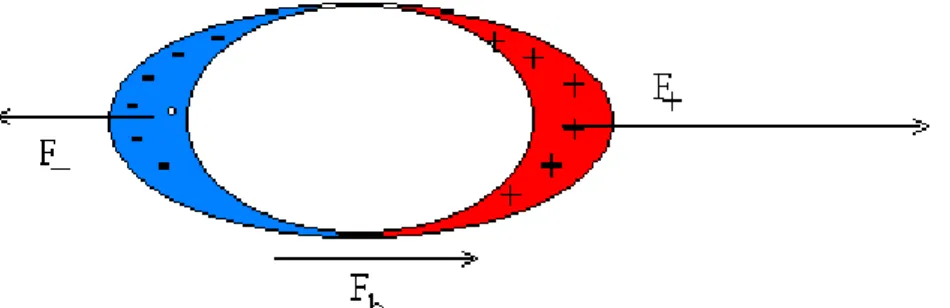 Figura 8 – O bastão eletrizado separa as cargas elétricas positivas e negativas  da bolinha de isopor neutra