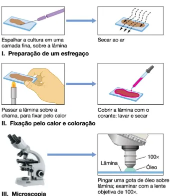 Figura 1 – Preparo de lâminas para observação microscópica. 