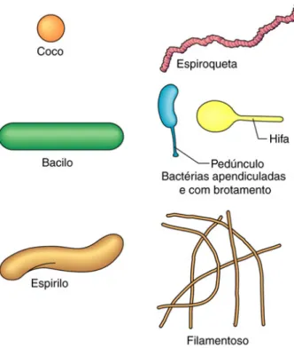 Figura 2 – Principais formas de bactérias. 