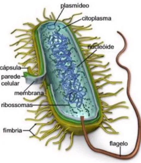 Figura 1 - Estrutura de uma bactéria 