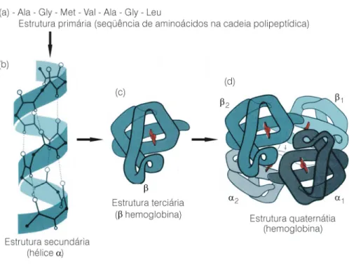 Figura 3: Níveis de organização das estruturas da proteínas: a) estrutura primária; b) estrutura secundária (hélice α); c) estrutura terciária da β-hemoglobina e d) estrutura quaternária da hemoglobina.