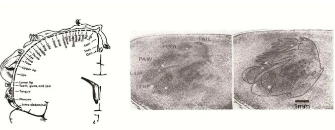 Figura 1. Mapas corticais somatotópicos do homem, à esquerda, e do rato, à direita. Extraído de  Schott 1993