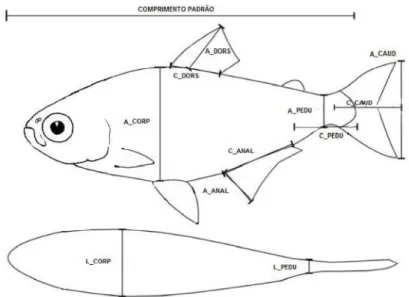 Figura 3. Ilustração  das onze métricas  morfológicas  tomadas  dos  peixes  de  riachos do  Parque  Estadual  do Jurupará.