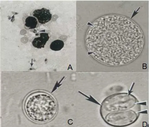 Figura 1: Formas infectantes do Toxoplasma gondii. Em A: taquizoítas presentes no pulmão, B:  cisto  tecidual  presente  no  cérebro,  C:  oocistos  esporulados  em  fezes  de  felinos,  D:  oocistos  esporulados com esporocistos e no interior de cada um d