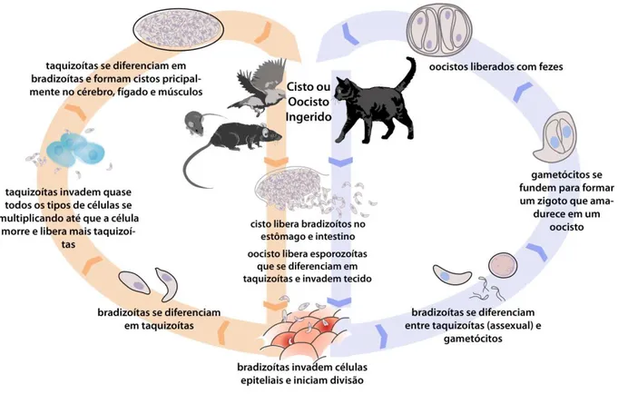 Figura 2: Ciclo biológico do T.gondii . 