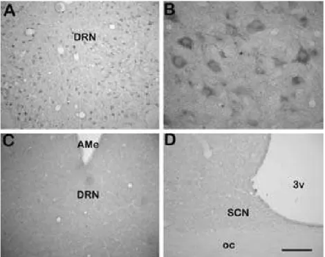 Fig. 3. Digital images of coronal sections of the marmoset brain showing 5-HT 1B label in DRN neurons (A) delimiting the neuronal body better evidenced at high magnification