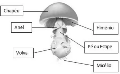 Figura 1. Estrutura de um cogumelo agaricoide. 