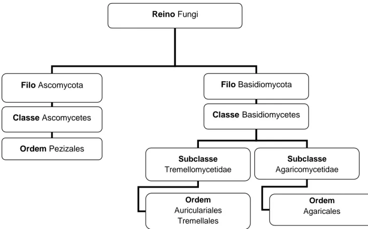Figura 2 - Principais grupos taxonómicos dos cogumelos.  