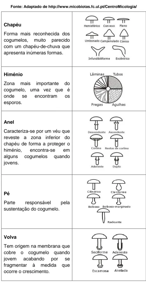 Tabela 1 – Descrição macroscópica dos cogumelos. 