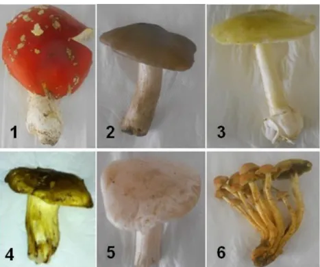 Figura 4 - Imagens representativas de uma parte das amostras dos cogumelos provenientes da região  de  Trás-Os-Montes