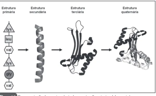 Figura 1.3.  Representação dos quatro níveis de organização estrutural das proteínas.
