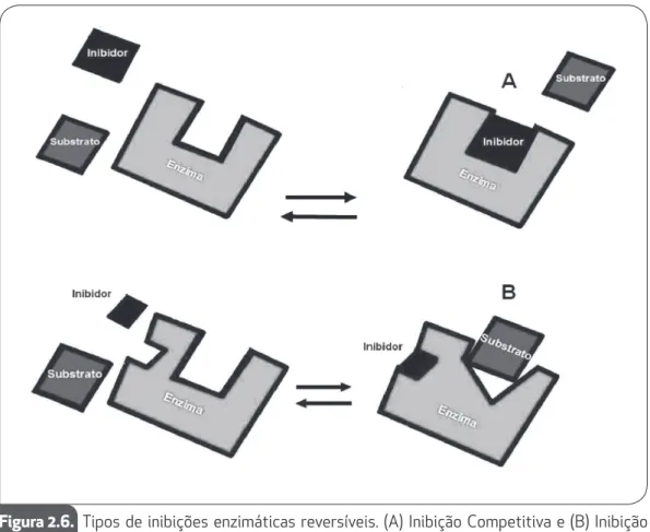 Figura 2.6.  Tipos de inibições enzimáticas reversíveis. (A) Inibição Competitiva e (B) Inibição  não-Competitiva.