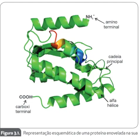 Figura 3.1.  Representação esquemática de uma proteína enovelada na sua  forma nativa.