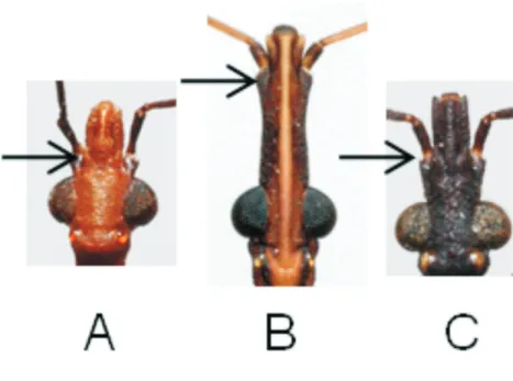 Figura 2.3. Diferenciação dos gêneros Panstrongylus,  Rhodnius e Triatoma. (A)  Panstrongylus — as antenas encontram-se inseridas junto à margem anterior dos  olhos