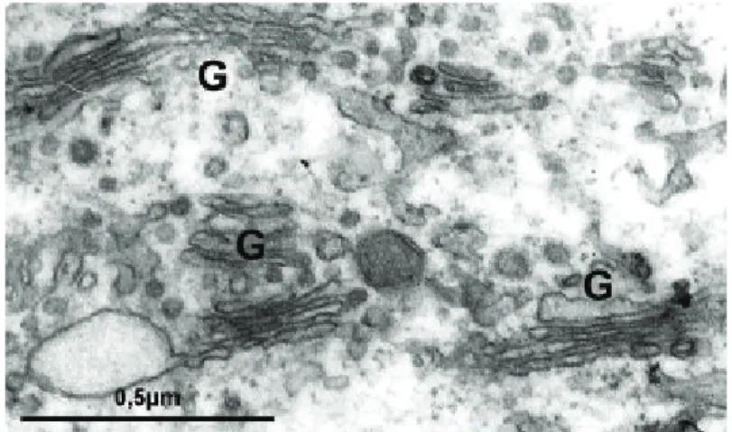 Figura 5. Citoplasma de célula eucariótica apresentando complexo de Golgi (G) com suas cisternas empilhadas, vesículas e mitocôndrias.