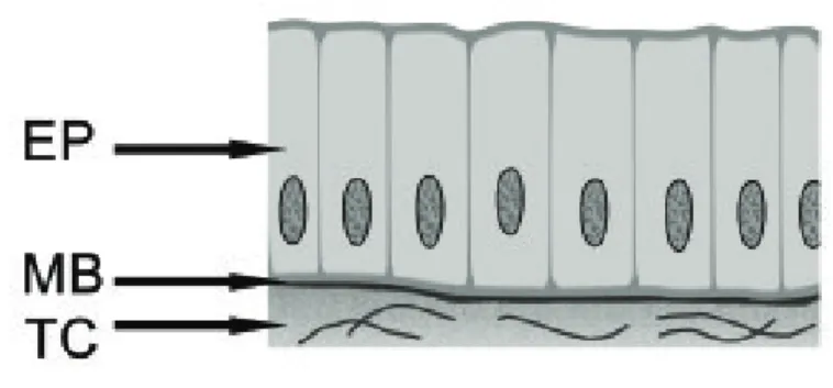 Figura 1C: Epitélio cilíndrico. EP – epitélio, MB – membrana basal, TC – tecido conjuntivo.