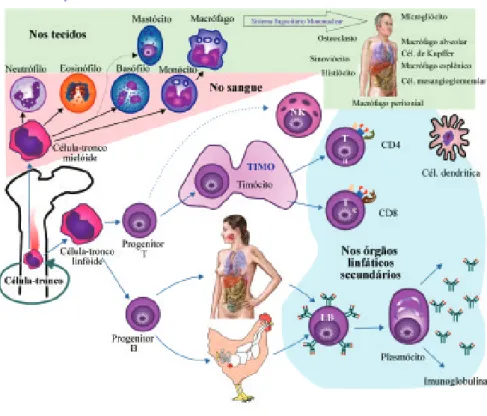 Figura 1. Células que participam do sistema inunitário