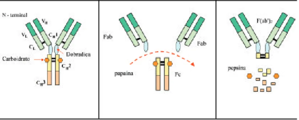 Figura 5. Estrutrua básica de uma imunoglobina e a formação dos fragmentos pela digestão enzimática.