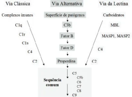 Figura 8. Vias de ativação do sistema complemento