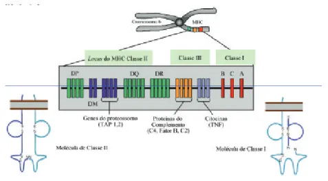 Figura 13. As três classes de genes no MHC humano e a expressão dos produtos de classe I e II.