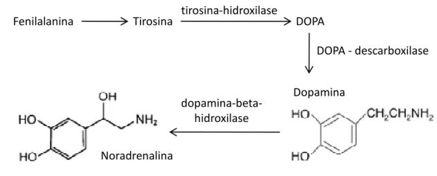Figura 1. Esquema de síntese da noradrenalina. 