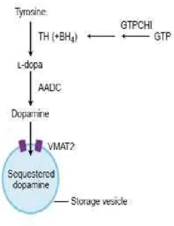 Figura 2. Síntese da dopamina e seu armazenamento nas vesículas sinápticas (Modificado de  Lowlor e During, 2004) 
