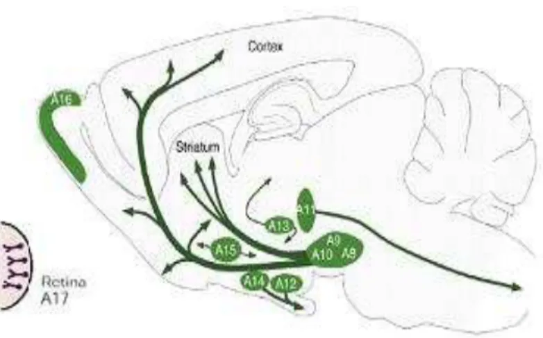Figura 3. Esquema evidenciando os núcleos dopaminérgicos no encéfalo do rato (Modificado  de Kandel et al., 2000; Björklund e Dunnett, 2007b)