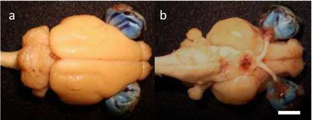 Figura 9. Encéfalo do mocó em vistas dorsal (a) e ventral (b). Barra: 0,54 cm. 