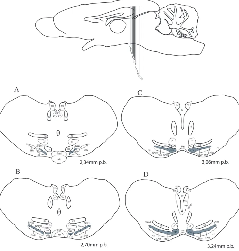 Figura 10. Reconstrução esquemática das secções coronais do encéfalo do mocó, ilustrando a  morfologia dos núcleos dopaminégicos  do mesencéfalo