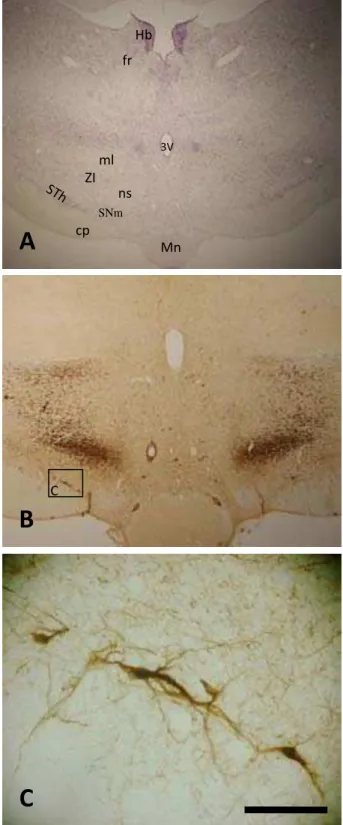 Figura 11.  Fotomicrografias em campo claro de secções coronais do encéfalo do mocó, ao  nível de aproximadamente 2,34 mm p.b