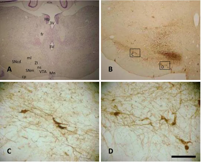 Figura 12.  Fotomicrografias em campo claro de secções coronais do encéfalo do mocó, ao  nível de aproximadamente 2,70 mm p.b
