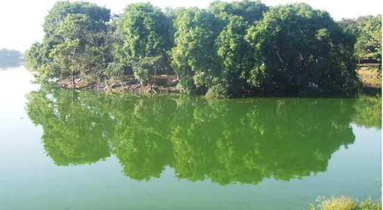 Figura  5.  Foto  aproximada  da  colônia  reprodutiva  de  Rio  Claro,  na  qual  foi  realizado  o  estudo  de  maternidade múltipla em Bubulcus ibis