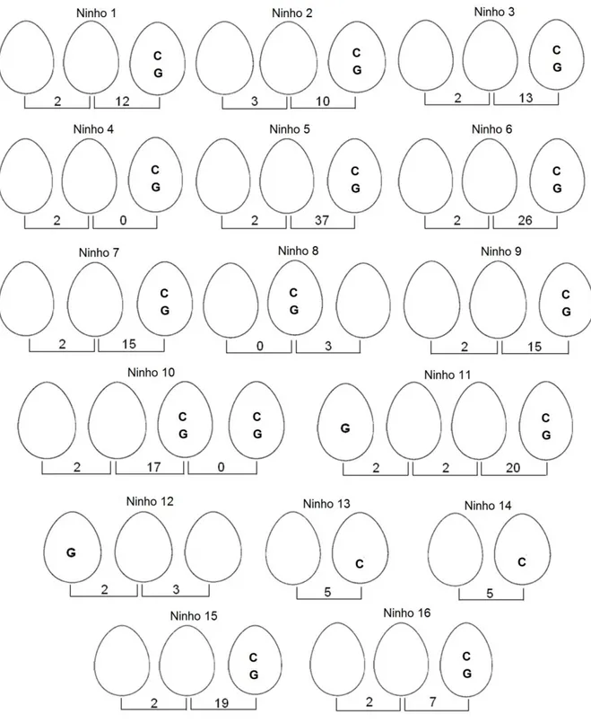 Figura 8. Múltipla  maternidade (MM) evidenciada pelas abordagens comportamental e/ou genética em  16 ninhos de Bubulcus ibis
