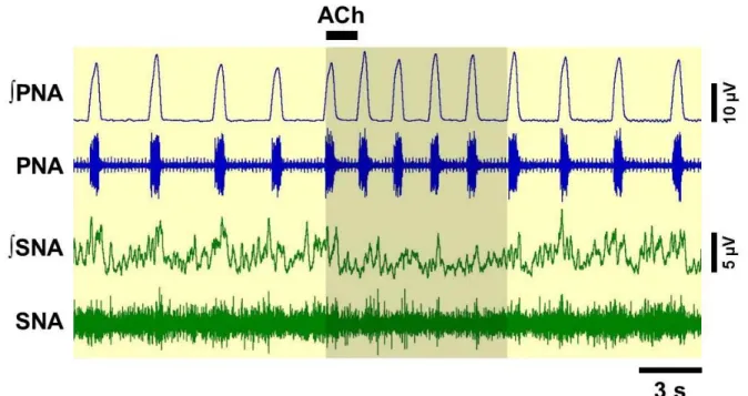 Figura 7.  Neurogramas originais e integrados (∫) representativos da SNA e PNA obtidos de  uma  preparação  in  situ  coração-bulbo-hipotálamo