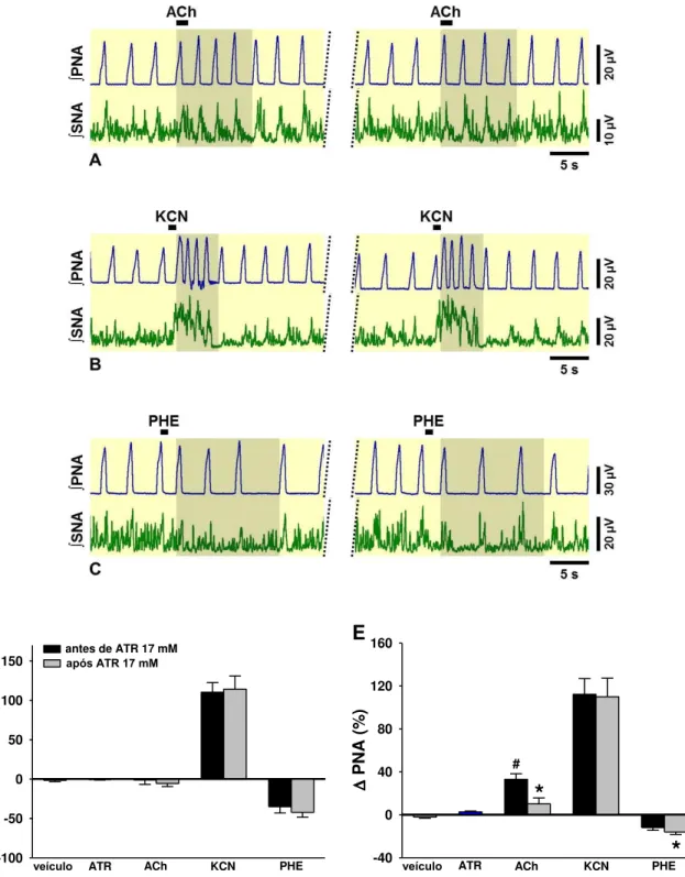 Figura  15.  (A)  Neurogramas  integrados  (∫)  representativos  da  SNA  e  PNA  obtidos  de  preparações in situ coração-bulbo-hipotálamo