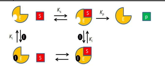 FIGURA  0.6-Esquema  do  mecanismo  de  inibição  não  competitiva.  Sendo:  E  a  enzima, S o substrato, P o produto da reação enzimática, I o inibidor, K s  a constante  de formação do complexo enzima-substrato, K p  a constante de formação do produto  e